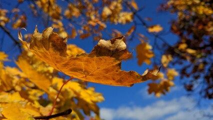 autumn maple leaves