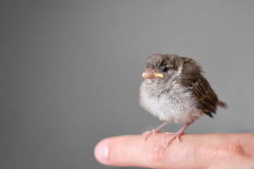 House Sparrow chick, baby Passer domesticus, on a finger with a grey background.