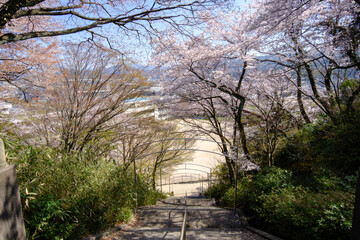 福井県敦賀市　忠霊塔の桜