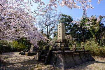 Fototapeta na wymiar 福井県敦賀市　忠霊塔の桜