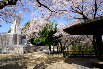 福井県敦賀市 忠霊塔の桜