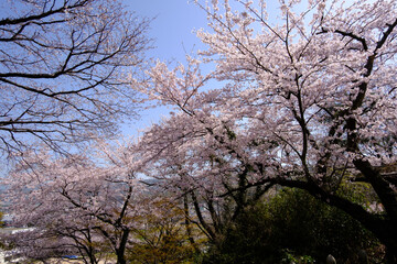 Fototapeta na wymiar 福井県敦賀市　忠霊塔の桜