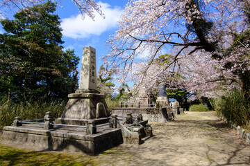 Fototapeta premium 福井県敦賀市 忠霊塔の桜