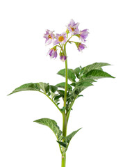 Potato bush with pink flowers isolated on white background. Flowering potato bush. Clipping path.