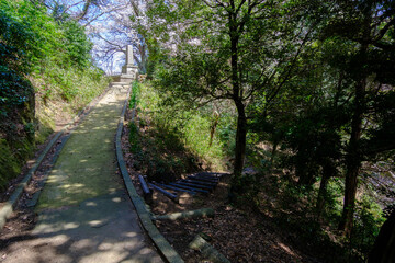 福井県敦賀市　忠霊塔の桜