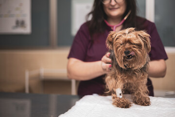 Young woman veterinarian examining young dog in office stethoscope and blue doctor's uniform.Yorkshire.Veterinary concept.