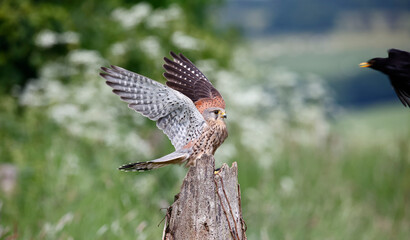 Male kestrel collecting food for its chicks at a feeding site