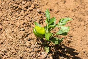 Selective focus on green bell pepper plant 