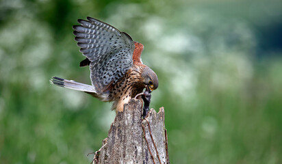 Male kestrel collecting food for its chicks at a feeding site
