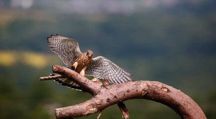 Male kestrel collecting food for its chicks at a feeding site