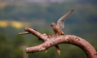 Male kestrel collecting food for its chicks at a feeding site