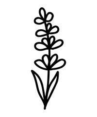 Lavender Flower icon. Trendy contour vector illustration of flower for web sites and mobile applications. Botanical logo outline drawing. Thin line doodle style.