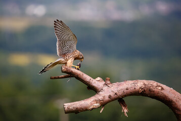 Male kestrel collecting food for its chicks at a feeding site