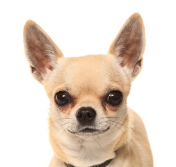 Chihuahua dog portrait isolated on a white background