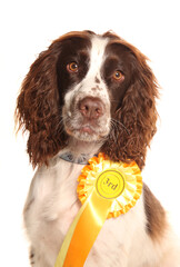Springer spaniel dog with 3rd place rosette isolated on a white background