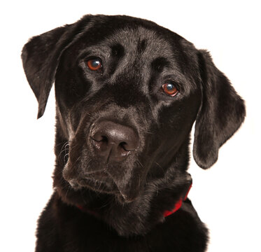 Black labrador retriever dog portrait isolated on a white background
