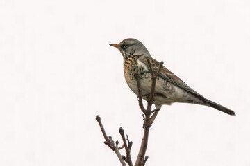 a fieldfare sitting on a branch