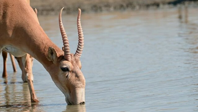 Wild saiga antelope or Saiga tatarica drinks in steppe. 4K