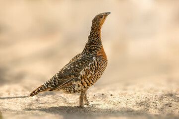 a pheasant chicken stands on a dirt road