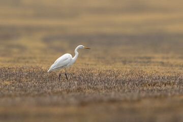 a great egret is looking for food on a brown autumn field