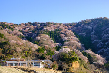 Fototapeta na wymiar 福井県若狭　神子の山桜