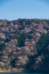 福井県若狭　神子の山桜