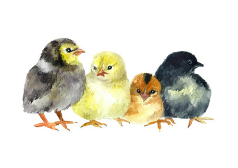 Watercolor chickens on the white background. domestic wildlife birdhouse. birds creature card chickens. nature hand drawn. illustration farm egg agriculture