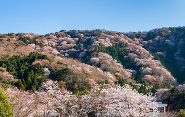 Fototapeta na wymiar 福井県若狭　神子の山桜