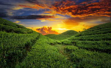 Tea Plantation Landscape in beautiful day and sky