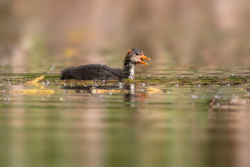 a coot chick swims on a lake
