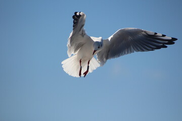Möwe im Flug