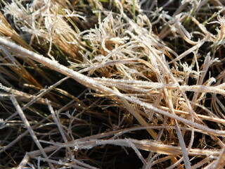 Dry, golden grass blades covered in white frost, the ice crystals are shimmering in the early morning sun rays