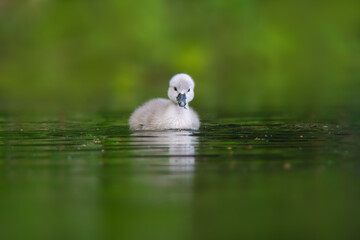 a young swan chick swimming on a lake