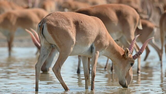 Wild saiga antelope or Saiga tatarica drinks in steppe. 4K