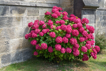 Red Hydrangea in full bloom