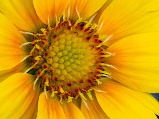 Yellow daisy flower