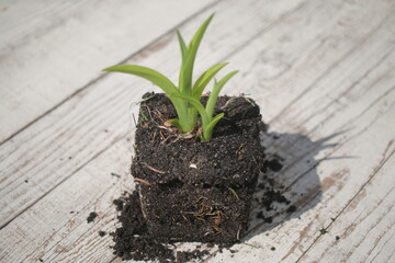 liliowiec Autumn Red hemerocallis 