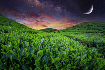 Tea Plantation Landscape in beautiful day and sky