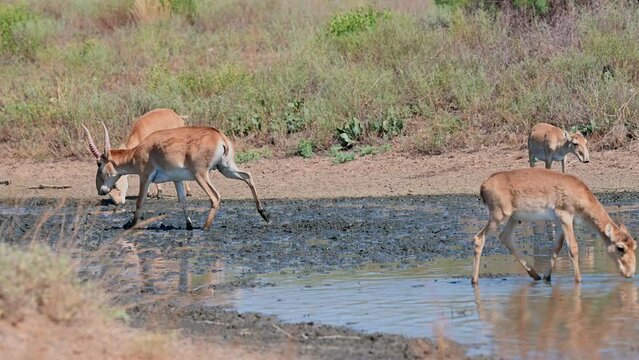 Wild saiga antelope or Saiga tatarica drinks in steppe. 4K
