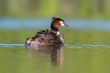 a great crested grebe with chick swims on a lake