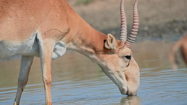 Wild saiga antelope or Saiga tatarica drinks in steppe. 4K