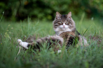 Naklejka na ściany i meble beautiful long-haired cat in a meadow looking at the camera