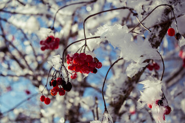 Rote Beeren an vereistem Ast