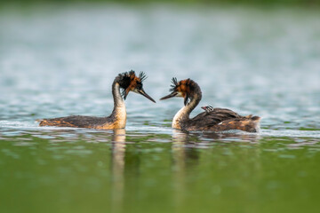two great crested grebe with chick swims on a lake