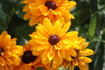 Schwarzäugige Rudbeckie Close-Up