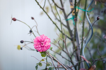 Kleine rosa Rose an winterlichem Strauch