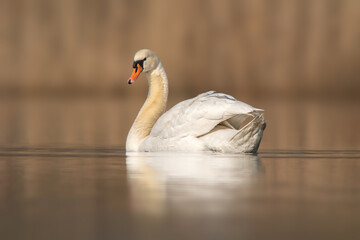 Fototapeta premium a swan swim on a lake