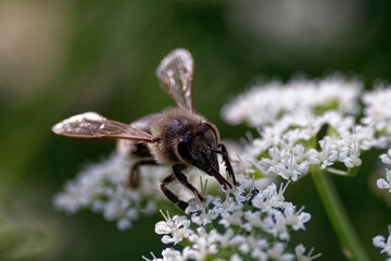 Pszczoła zapylająca kwiat wiosną.