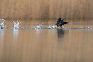 a coot starting flight on a lake