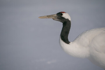 The red-crowned crane (Grus japonensis)